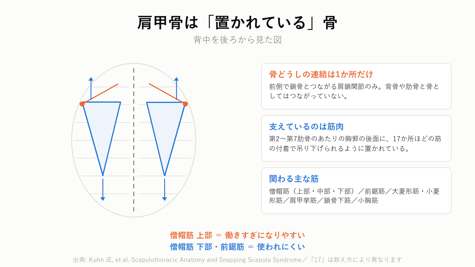 肩甲骨と胸郭の位置関係と主要な付着筋