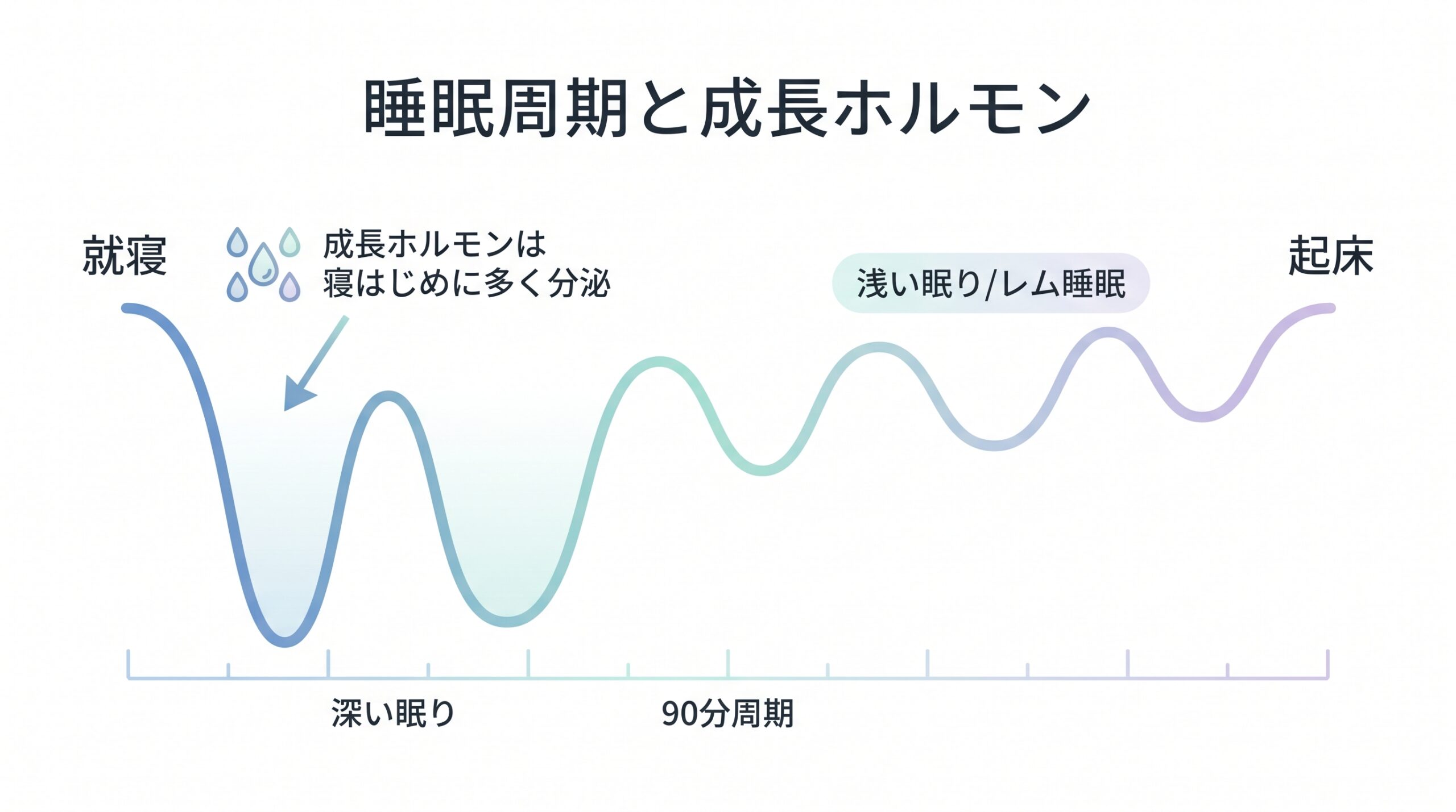 睡眠周期と成長ホルモンの図解