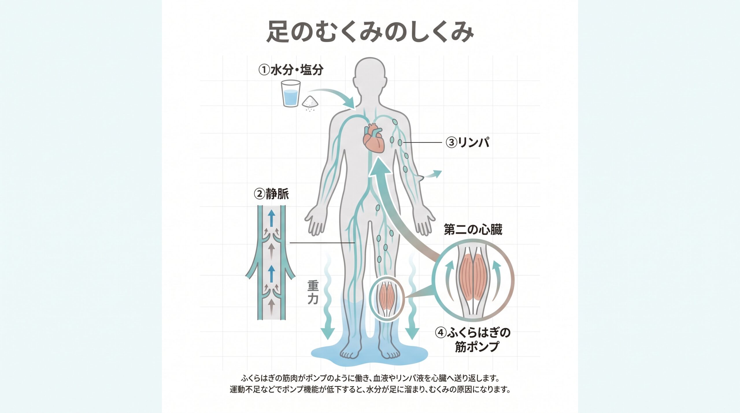 足のむくみのしくみとふくらはぎ筋ポンプを示す図解