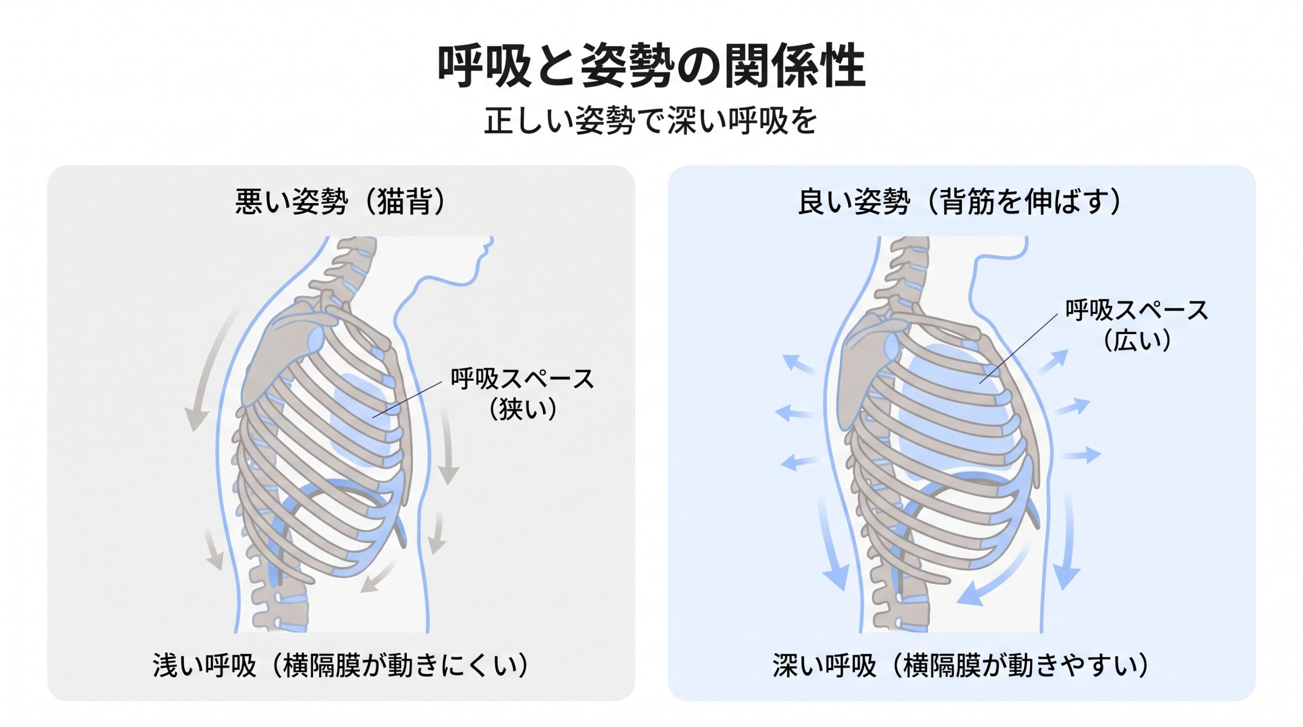 姿勢による胸郭と横隔膜の動きの違いを示した図解