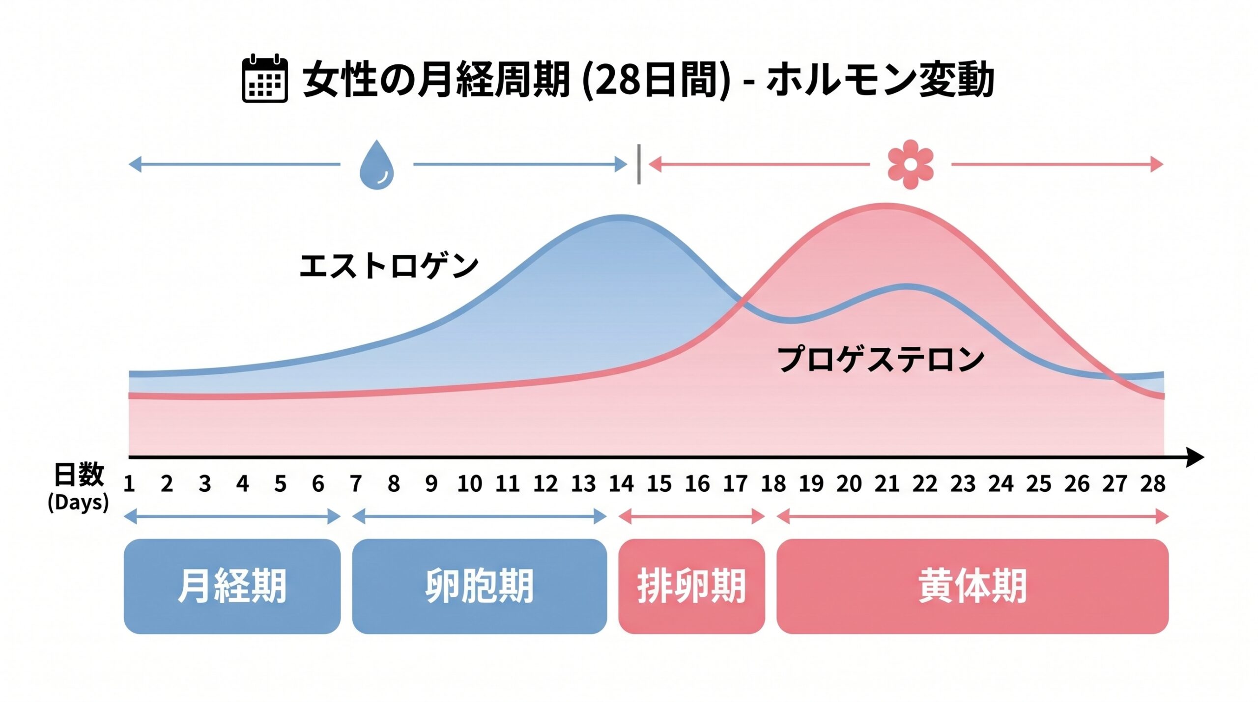 女性のホルモン周期(月経期・卵胞期・排卵期・黄体期)とエストロゲン・プロゲステロンの変動図